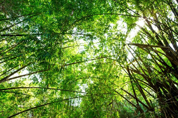 Bosque de bambú