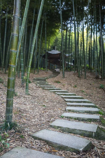 Foto gratuita bosque de bambú