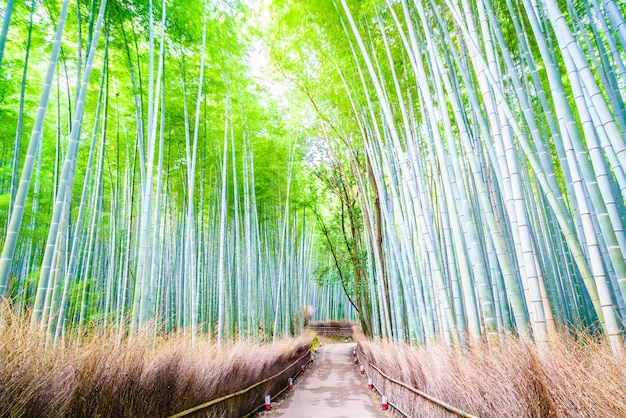 Foto gratuita bosque de bambú