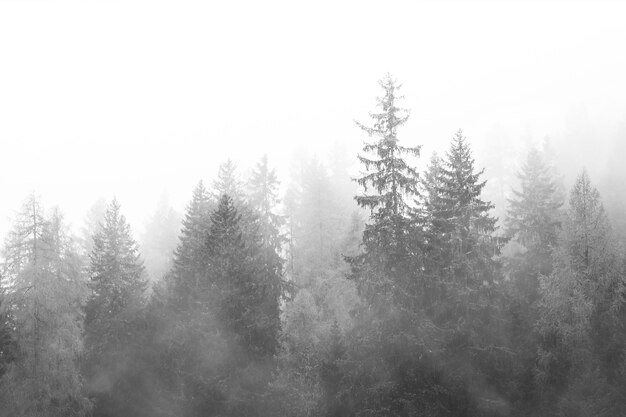 Bosque brumoso en blanco y negro