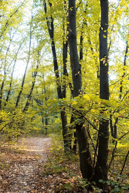 Un bosque con un camino a través de los árboles y arbustos verdes, hojas caídas en el suelo, Chisinau, Moldova