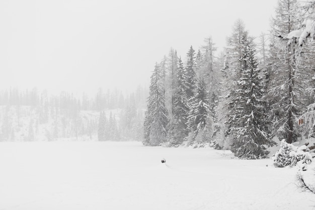 Foto gratuita bosque y campo en invierno