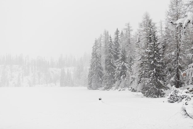 Bosque y campo en invierno