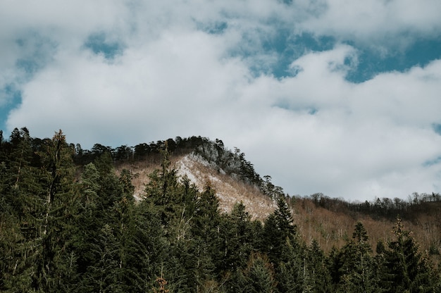 Bosque cerca de Kladanj en Bosnia y Herzegovina