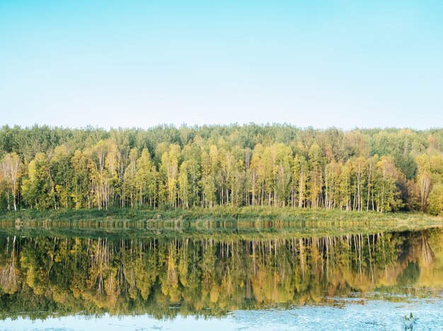 Bosque cerca del lago con los árboles verdes reflejados en el agua
