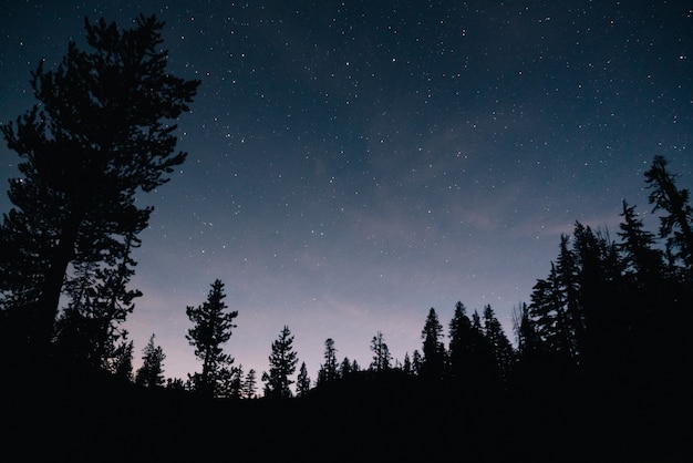 Foto gratuita bosque y cielo estrellado en la noche