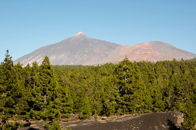 Bosque de coníferas con fondo de montaña