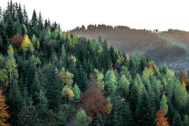 Bosque de coníferas en el fondo natural de las montañas