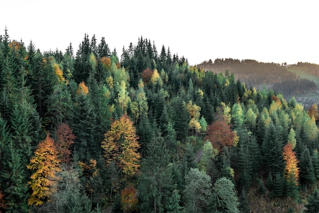 Bosque de coníferas en el fondo natural de las montañas