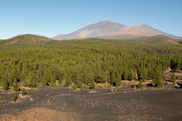 Bosque de coníferas con pico de montaña