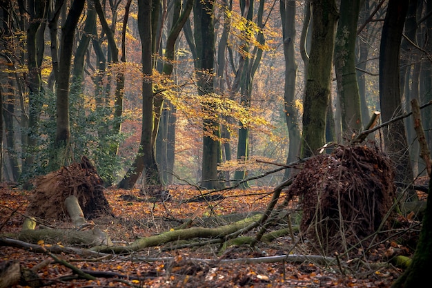 Bosque cubierto de árboles y arbustos bajo la luz del sol en otoño