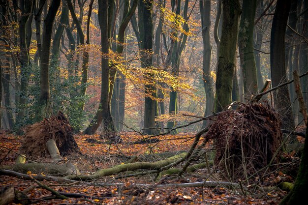 Bosque cubierto de árboles y arbustos bajo la luz del sol en otoño