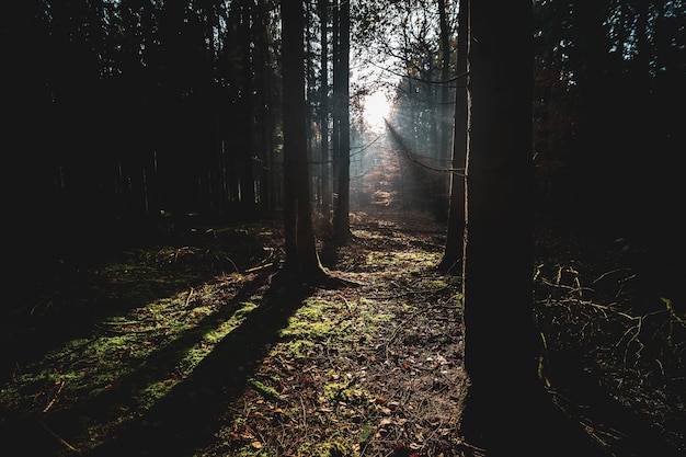 Bosque cubierto de árboles y hojas secas bajo la luz del sol en otoño