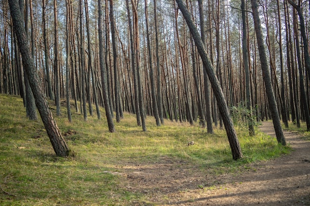 Bosque cubierto de hierba y árboles altos bajo la luz del sol durante el día