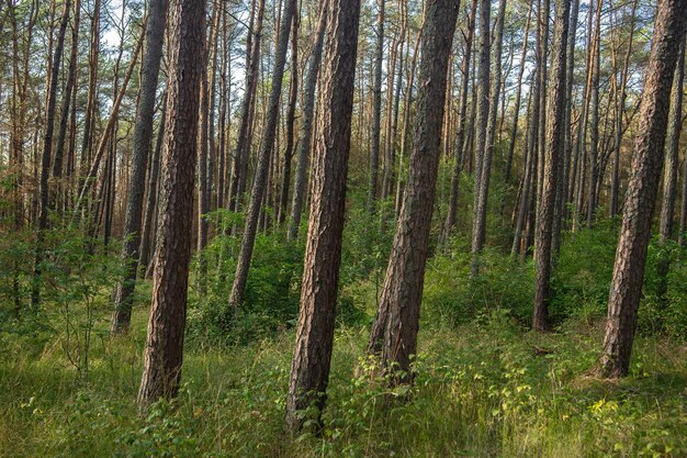 Bosque cubierto de hierba y árboles altos bajo la luz del sol durante el día