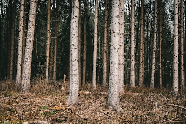 Bosque cubierto de hierba y árboles durante el otoño