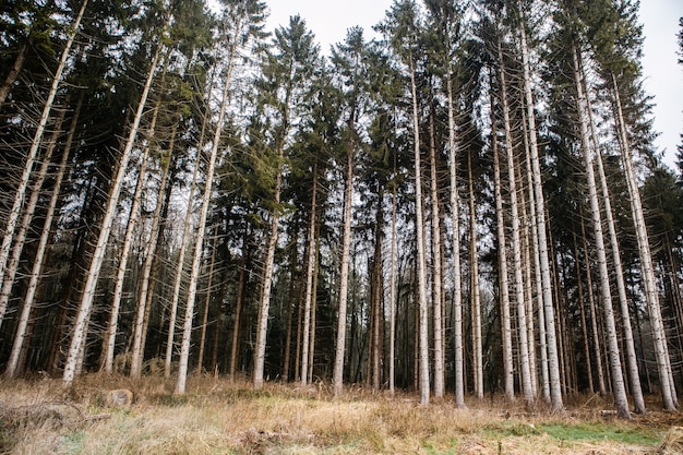 Bosque cubierto de hierba rodeado de árboles altos bajo un cielo nublado