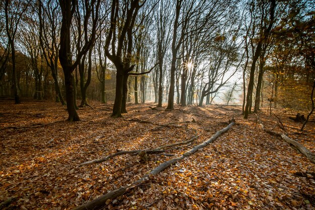 Bosque cubierto de hojas secas y árboles bajo la luz del sol durante el otoño