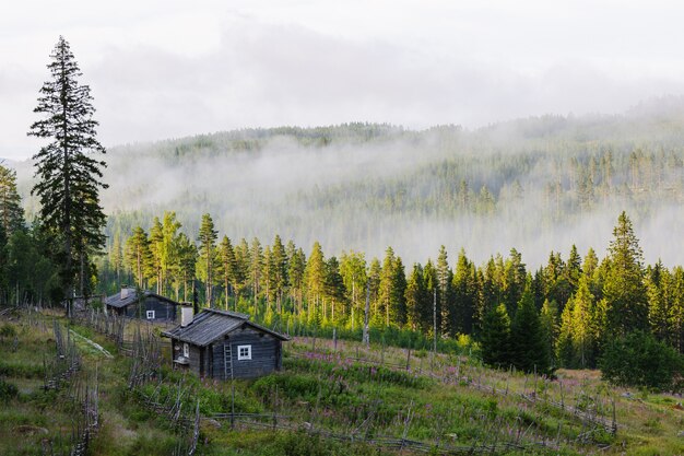 Bosque cubierto de niebla y una sola casa en Suecia