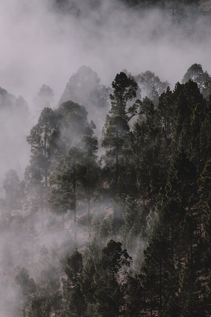 Bosque cubierto por niebla