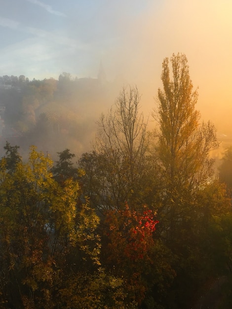 Foto gratuita bosque cubierto de niebla