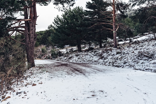 Foto gratuita bosque cubierto de nieve durante el día en invierno