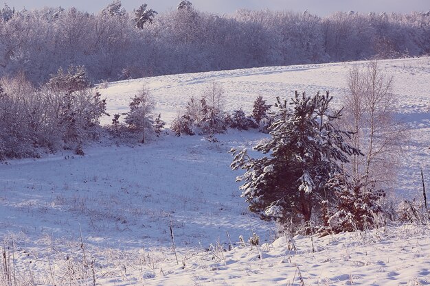 El bosque cubierto de nieve