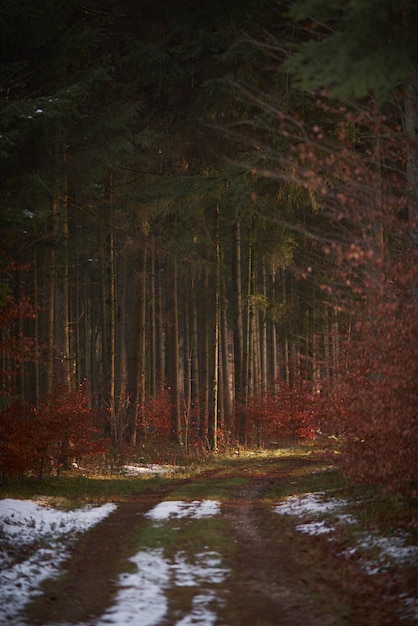 bosque cubierto de vegetación y hojas rojas con un camino cubierto de nieve