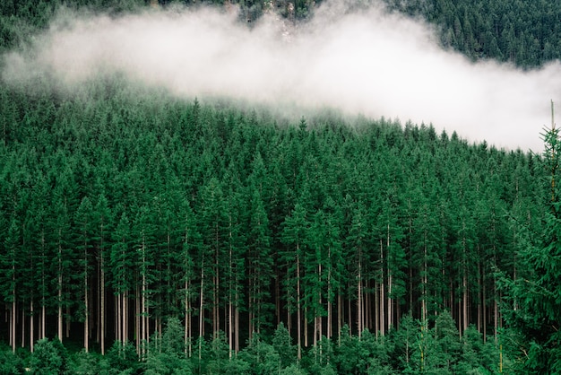 Bosque denso con altos pinos y niebla