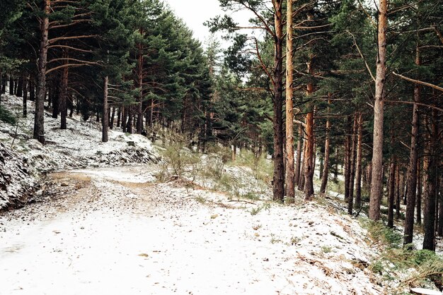 Bosque denso con árboles altos en invierno