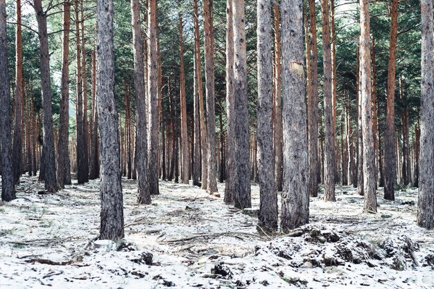 Bosque denso con árboles altos en invierno