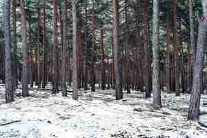 Foto gratuita bosque denso con árboles altos en invierno
