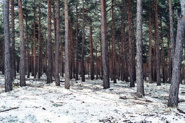 Bosque denso con árboles altos en invierno