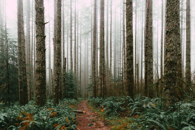 Bosque denso y camino fangoso durante el día.