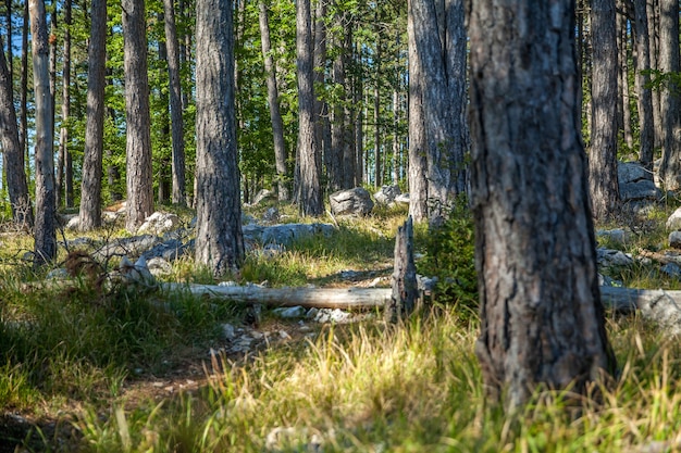 Bosque con densos árboles y plantas en Karst, Eslovenia