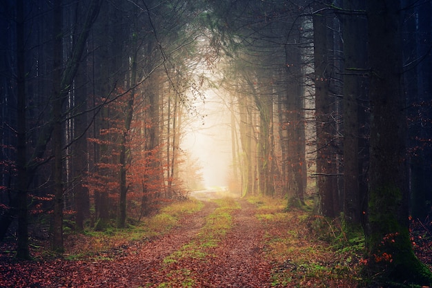 Bosque durante el día