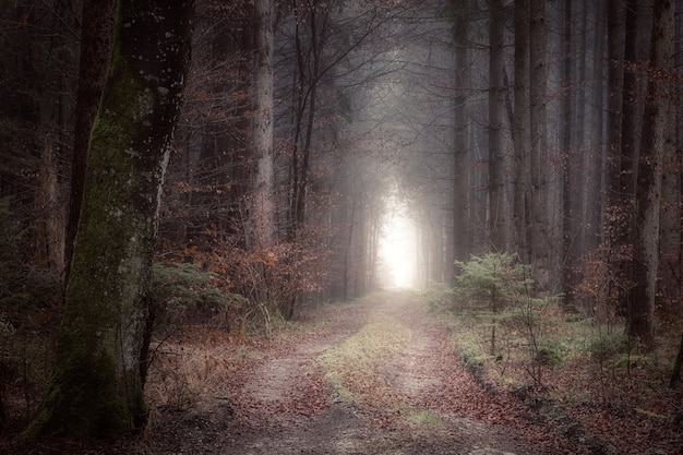 Bosque durante el día