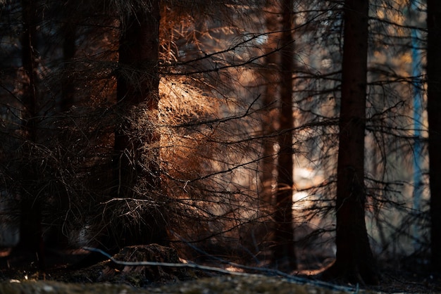 Bosque espeluznante oscuro con la luz del sol golpeando las hojas - fondo de bosque místico
