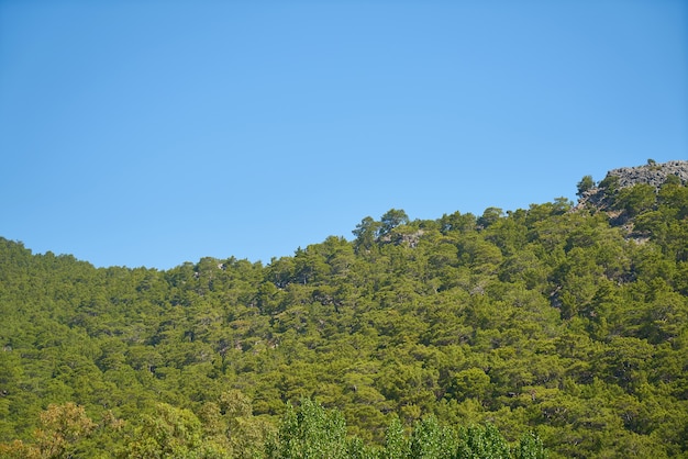 Bosque frondoso con el cielo de fondo