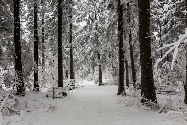 Foto gratuita bosque helado en el bosque