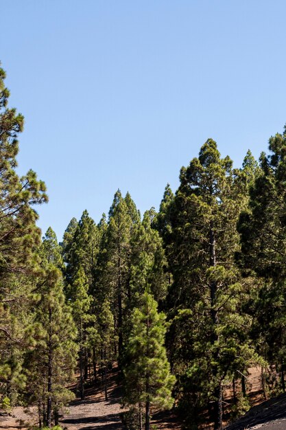 Bosque de hoja perenne con cielo despejado