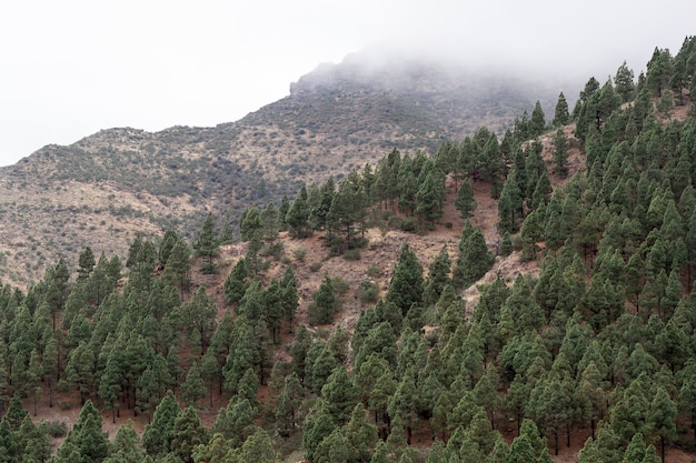 Bosque de hoja perenne que crece en la costa de montaña