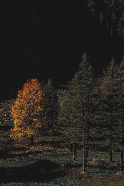 Bosque de hojas marrones y verdes durante la noche