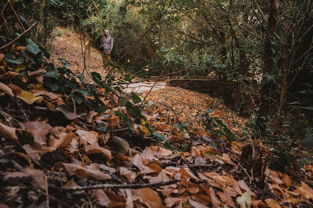 Bosque con hojas de otoño y hombre al fondo