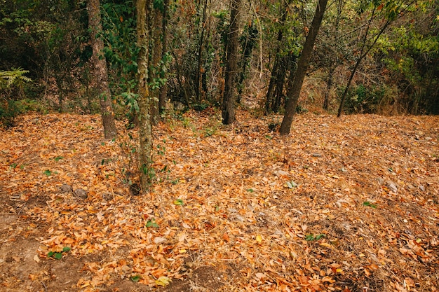 Foto gratuita bosque con hojas de otoño