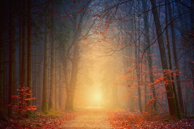 Bosque durante la hora dorada