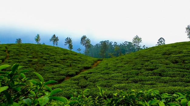 Bosque de la india