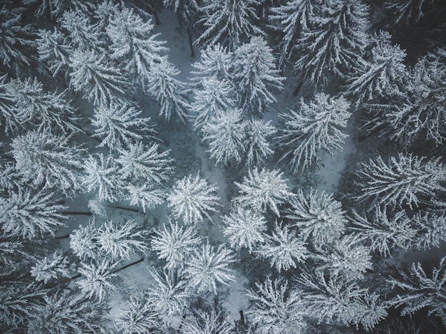 Bosque de invierno blanco desde arriba