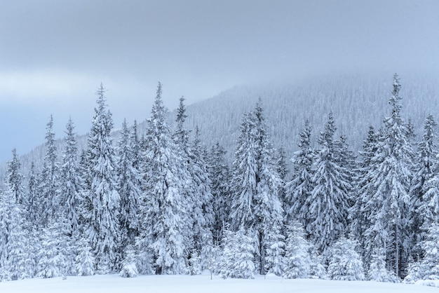 Bosque de invierno congelado en la niebla. Pino en la naturaleza cubierto de nieve fresca Cárpatos, Ucrania