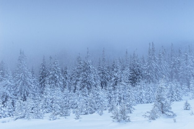 Bosque de invierno congelado en la niebla. Pino en la naturaleza cubierto de nieve fresca Cárpatos, Ucrania